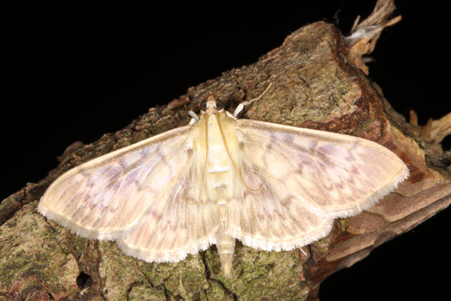Pleuroptya ruralis - Copyright Denis Bourgeois